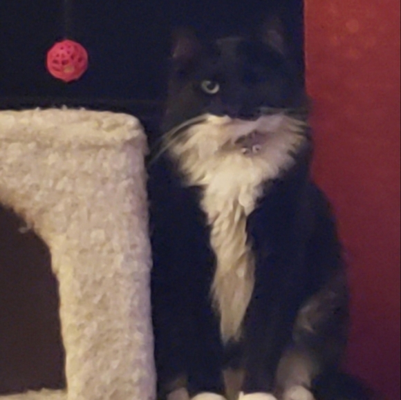 Meet your Posher, Deezo - Picture 9 of 16